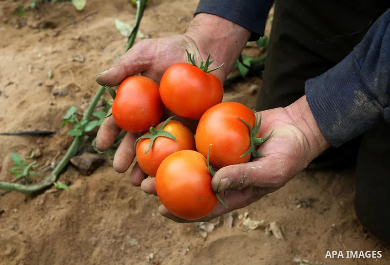 A Palestinian labourer picks tomatoes at a farm in Rafah in the southern Gaza Strip on March 12, 2015. Israel imported its first fruit and vegetables from the Gaza Strip in almost eight years on Thursday, in a partial ea...
