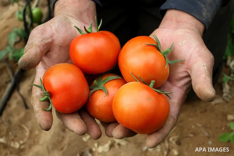A Palestinian labourer picks tomatoes at a farm in Rafah in the southern Gaza Strip on March 12, 2015. Israel imported its first fruit and vegetables from the Gaza Strip in almost eight years on Thursday, in a partial ea...