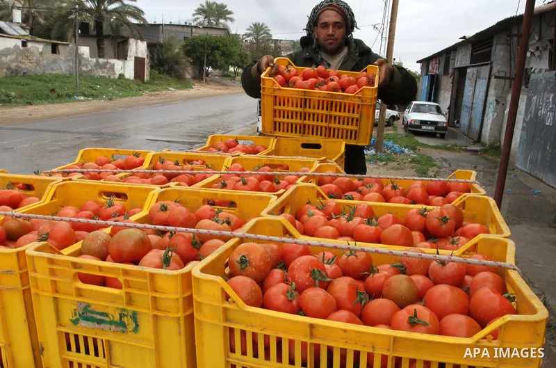 A Palestinian labourer stacks tomato crates at a farm in Rafah in the southern Gaza Strip on March 12, 2015. Israel imported its first fruit and vegetables from the Gaza Strip in almost eight years on Thursday, in a part...
