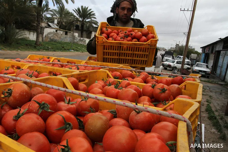 A Palestinian labourer stacks tomato crates at a farm in Rafah in the southern Gaza Strip on March 12, 2015. Israel imported its first fruit and vegetables from the Gaza Strip in almost eight years on Thursday, in a part...