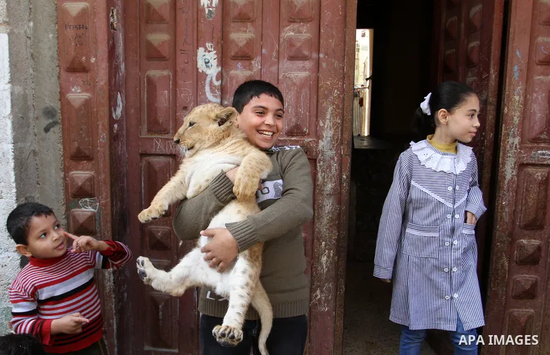 The grandchildren of Palestinian man Saad al-Jamal, play with two lion cubs outside their family house in the Rafah refugee camp in the southern Gaza Strip, on March 19, 2015. Al-Jamal has eventually achieved his dream o...