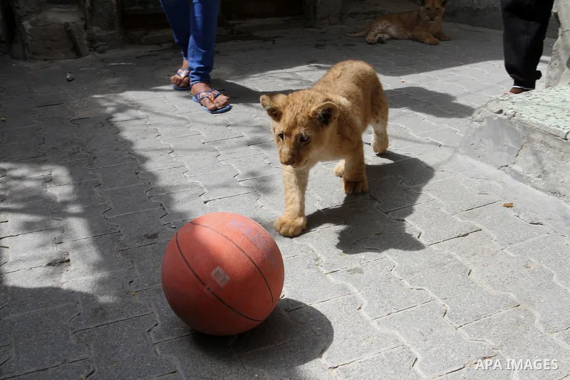 The grandchildren of Palestinian man Saad al-Jamal, play with two lion cubs outside their family house in the Rafah refugee camp in the southern Gaza Strip, on March 19, 2015. Al-Jamal has eventually achieved his dream o...
