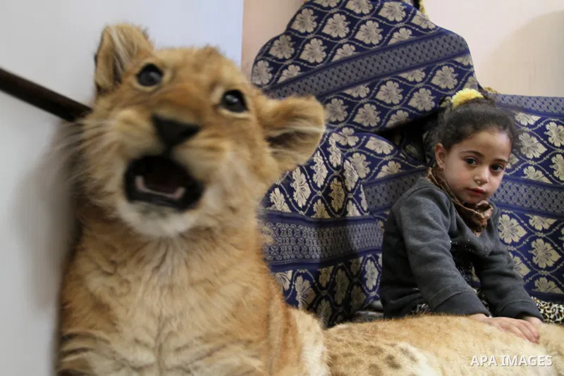 The granddaughter of Palestinian refugee Saad Eldeen Al-Jamal plays with his two African lion cubs inside his house at Al-Shabora refugee camp in Rafah in the southern Gaza Strip March 19, 2015. Al-Jamal has eventually a...