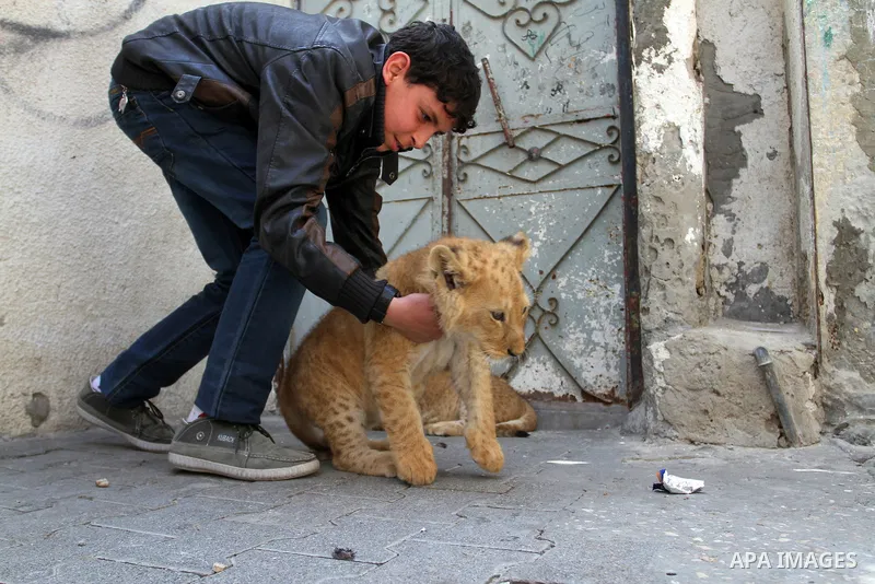 The grandson of Palestinian refugee Saad Eldeen Al-Jamal plays with his two African lion cubs outside his house at Al-Shabora refugee camp in Rafah in the southern Gaza Strip March 19, 2015. Al-Jamal has eventually achie...