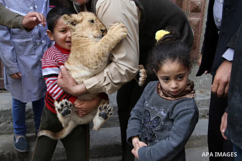The grandchildren of Palestinian man Saad al-Jamal, play with two lion cubs outside their family house in the Rafah refugee camp in the southern Gaza Strip, on March 19, 2015. Al-Jamal has eventually achieved his dream o...