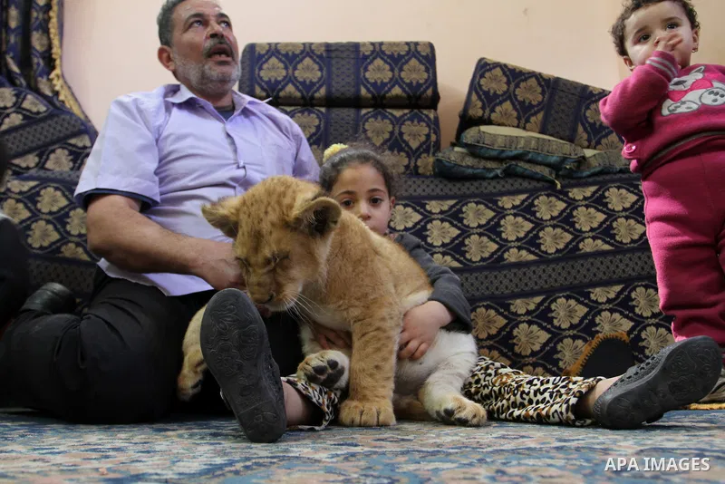 Palestinian refugee Saad Eldeen Al-Jamal and two of his grandchildren play with his two African lion cubs inside his house at Al-Shabora refugee camp in Rafah in the southern Gaza Strip March 19, 2015. Al-Jamal has event...