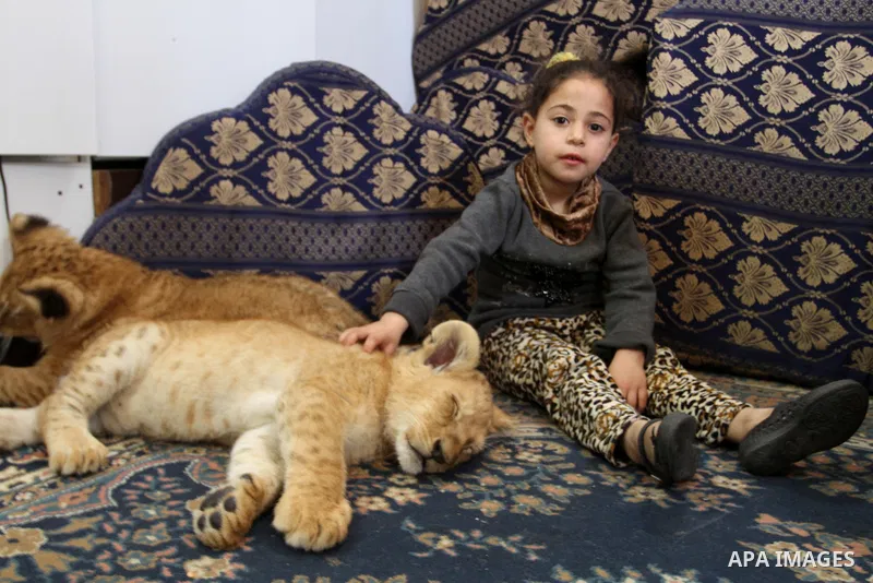 The granddaughter of Palestinian refugee Saad Eldeen Al-Jamal plays with his two African lion cubs inside his house at Al-Shabora refugee camp in Rafah in the southern Gaza Strip March 19, 2015. Al-Jamal has eventually a...