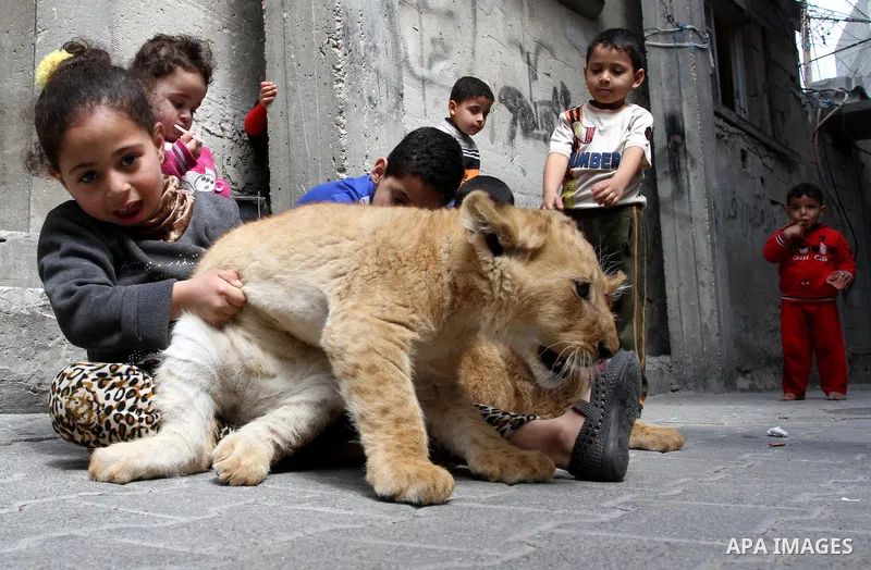 The grandchildren of Palestinian man Saad al-Jamal, play with two lion cubs outside their family house in the Rafah refugee camp in the southern Gaza Strip, on March 19, 2015. Al-Jamal has eventually achieved his dream o...