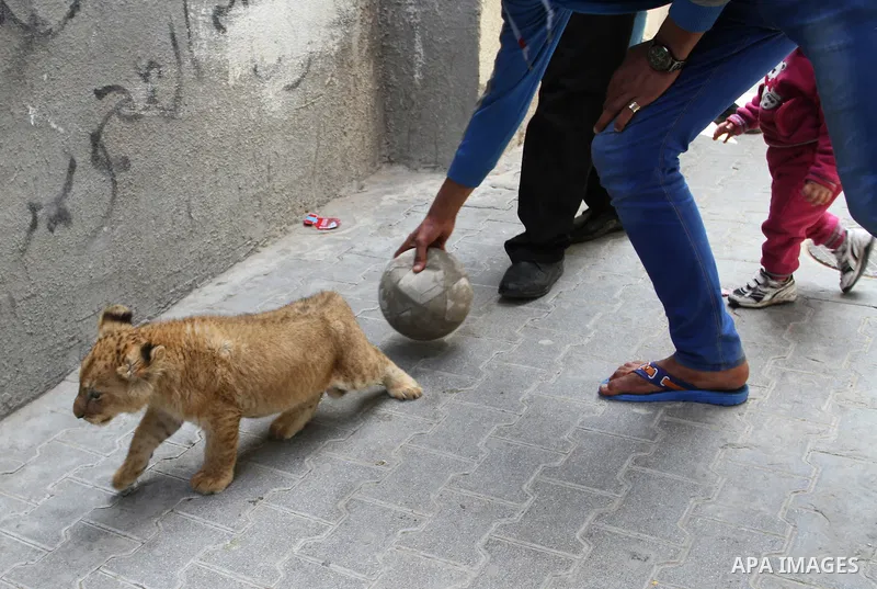 The grandchildren of Palestinian man Saad al-Jamal, play with two lion cubs outside their family house in the Rafah refugee camp in the southern Gaza Strip, on March 19, 2015. Al-Jamal has eventually achieved his dream o...