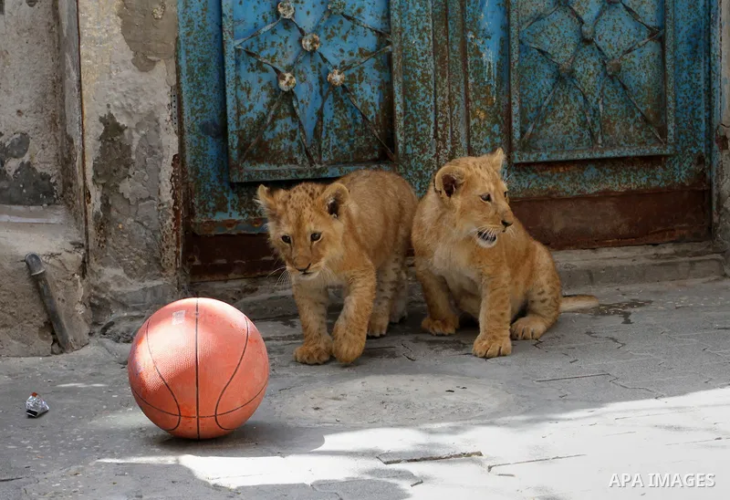 Two African lion cubs play at Al-Shabora refugee camp in Rafah in the southern Gaza Strip March 19, 2015. Al-Jamal has eventually achieved his dream of raising lions at home after acquiring the two cubs, whose parents ar...