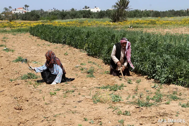 Palestinian farmers plow their field during a rally marking Land day in Absan near the border between Israel and east of the town of Khan Yunis in the southern Gaza Strip March 30, 2015. The annual demonstrations mark th...