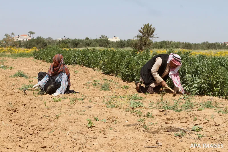 Palestinian farmers plow their field during a rally marking Land day in Absan near the border between Israel and east of the town of Khan Yunis in the southern Gaza Strip March 30, 2015. The annual demonstrations mark th...