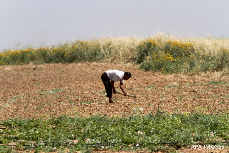 A Palestinian farmer plows his field during a rally marking Land day in Absan near the border between Israel and east of the town of Khan Yunis in the southern Gaza Strip March 30, 2015. The annual demonstrations mark th...