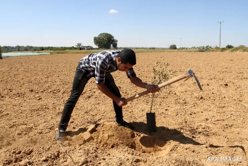 A Palestinian man plants olive trees to mark Land Day during a symbolic ceremony held in the village of Abassan, east of Khan Yunis near the border fence between Israel and the southern Gaza Strip on March 31, 2015. On t...