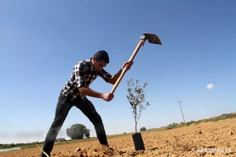 A Palestinian man plants olive trees to mark Land Day during a symbolic ceremony held in the village of Abassan, east of Khan Yunis near the border fence between Israel and the southern Gaza Strip on March 31, 2015. On t...
