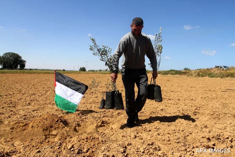 A Palestinian man plants olive trees to mark Land Day during a symbolic ceremony held in the village of Abassan, east of Khan Yunis near the border fence between Israel and the southern Gaza Strip on March 31, 2015. On t...