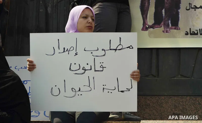 Egyptian women hold banners during a protest demanding animal rights in front of the Opera, Cairo, Egypt on April 4, 2015. Photo by Amr Sayed