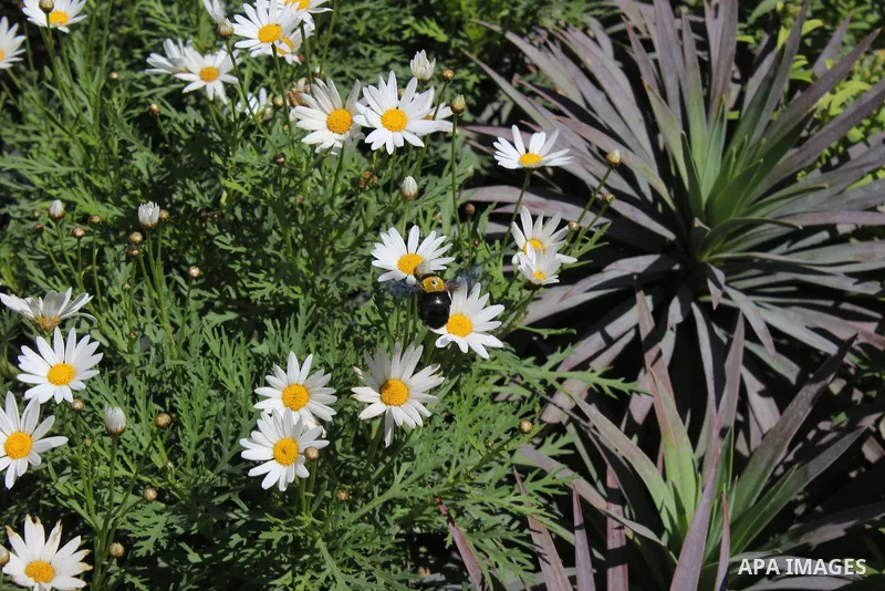 A general view shows the spring flower exhibition at Orman Botanical Garden in Giza, Egypt, on April 13, 2015. Egyptians celebrate the Sham El Nessim, or the Festival of Spring Breeze, which marks the beginning of spring...