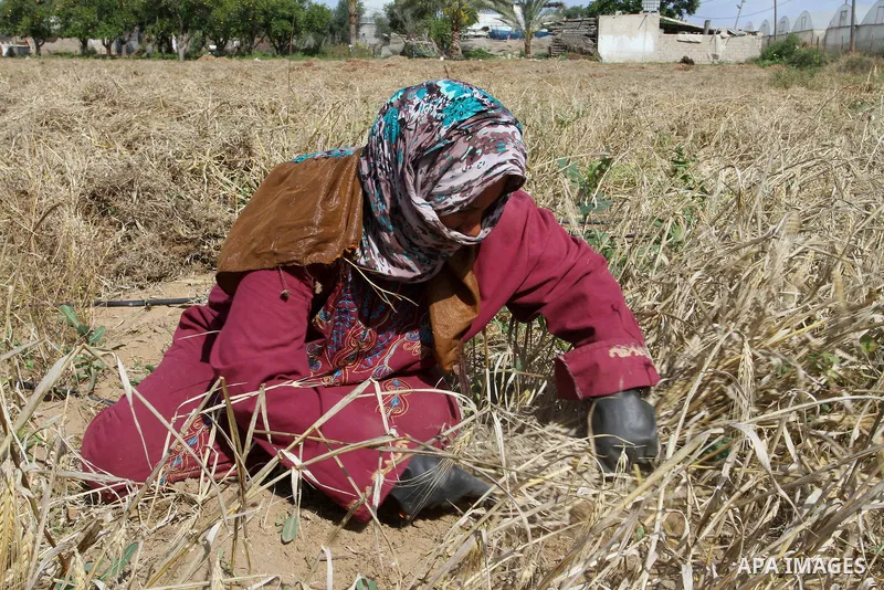 A Palestinian woman collects wheat stalks during the annual harvest in a field in Rafah, in the southern Gaza Strip, on April 23, 2015. Hundreds of Palestinian workers depend on the wheat harvest as a source of income, i...