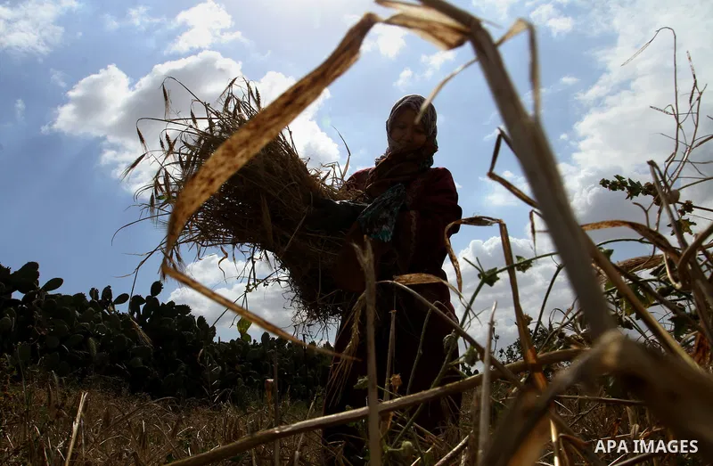 A Palestinian woman collects wheat stalks during the annual harvest in a field in Rafah, in the southern Gaza Strip, on April 23, 2015. Hundreds of Palestinian workers depend on the wheat harvest as a source of income, i...