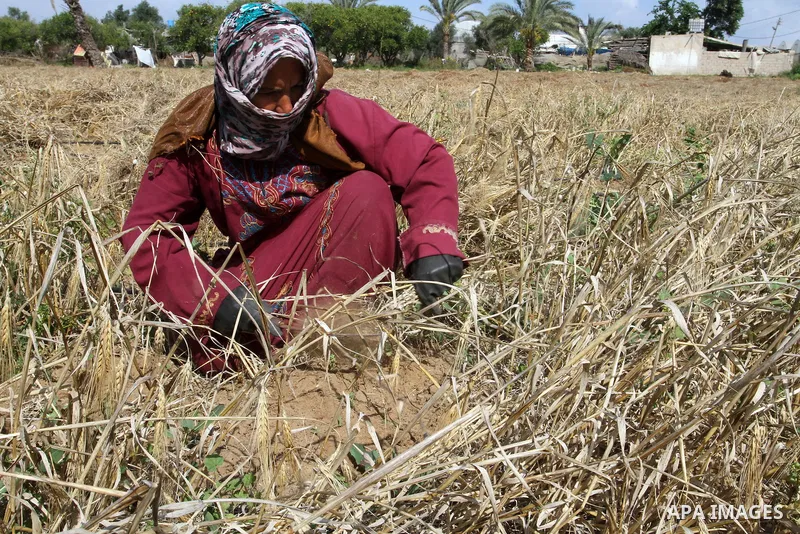 A Palestinian woman collects wheat stalks during the annual harvest in a field in Rafah, in the southern Gaza Strip, on April 23, 2015. Hundreds of Palestinian workers depend on the wheat harvest as a source of income, i...