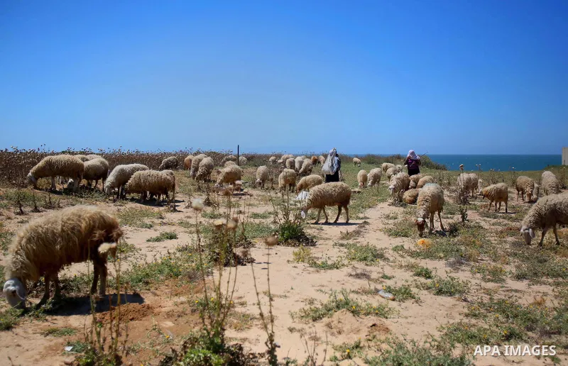 Palestinian Bedouin women leade a herd of sheep, in the al-Moghraqa in the center Gaza Strip on April 26, 2015. Photo by Mohammed Talatene
