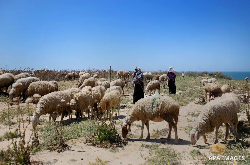 Palestinian Bedouin women leade a herd of sheep, in the al-Moghraqa in the center Gaza Strip on April 26, 2015. Photo by Mohammed Talatene