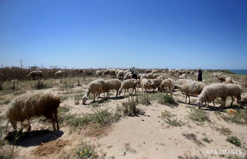 Palestinian Bedouin women leade a herd of sheep, in the al-Moghraqa in the center Gaza Strip on April 26, 2015. Photo by Mohammed Talatene
