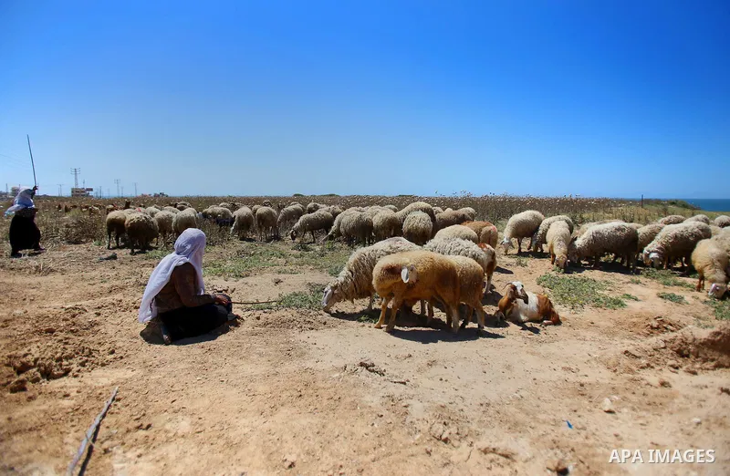 Palestinian Bedouin women leade a herd of sheep, in the al-Moghraqa in the center Gaza Strip on April 26, 2015. Photo by Mohammed Talatene