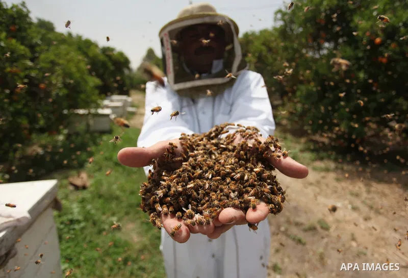 Palestinian beekeepers remove trays from a beehive to collect honey at a honey-bee farm in Gaza city, on April 27, 2015. Beekeepers collect honey and wax from the beehives at this time of year. Photo by Ashraf Amra