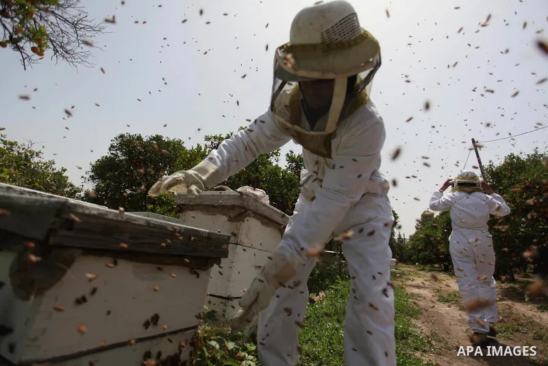 Palestinian beekeepers remove trays from a beehive to collect honey at a honey-bee farm in Gaza city, on April 27, 2015. Beekeepers collect honey and wax from the beehives at this time of year. Photo by Ashraf Amra