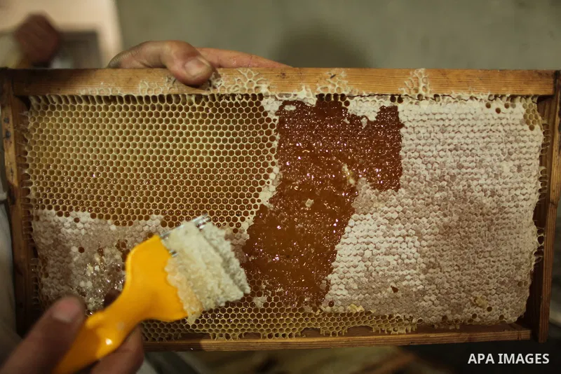Palestinian beekeepers remove trays from a beehive to collect honey at a honey-bee farm in Gaza city, on April 27, 2015. Beekeepers collect honey and wax from the beehives at this time of year. Photo by Ashraf Amra