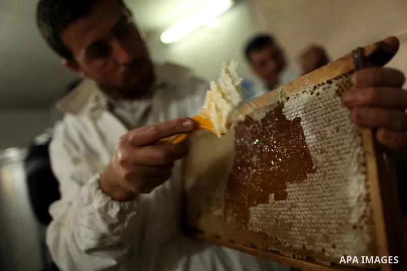 Palestinian beekeepers remove trays from a beehive to collect honey at a honey-bee farm in Gaza city, on April 27, 2015. Beekeepers collect honey and wax from the beehives at this time of year. Photo by Ashraf Amra