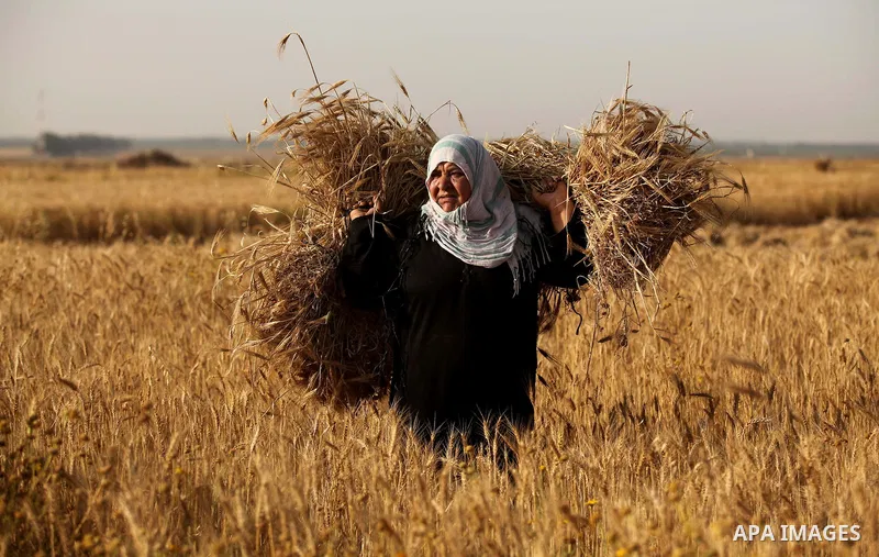 A Palestinian woman collects wheat stalks during the annual harvest in a field in Khan Younis, in the southern Gaza Strip, on April 28, 2015. Hundreds of Palestinian workers depend on the wheat harvest as a source of inc...