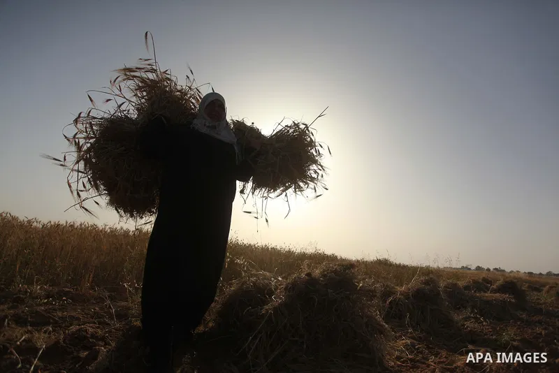A Palestinian woman collects wheat stalks during the annual harvest in a field in Khan Younis, in the southern Gaza Strip, on April 28, 2015. Hundreds of Palestinian workers depend on the wheat harvest as a source of inc...
