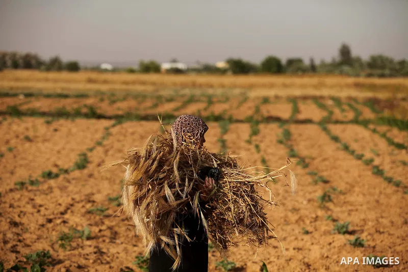 A Palestinian woman collects wheat stalks during the annual harvest in a field in Khan Younis, in the southern Gaza Strip, on April 28, 2015. Hundreds of Palestinian workers depend on the wheat harvest as a source of inc...