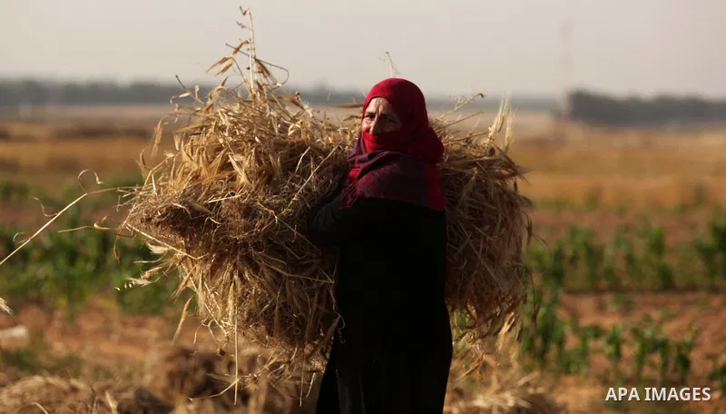 A Palestinian woman collects wheat stalks during the annual harvest in a field in Khan Younis, in the southern Gaza Strip, on April 28, 2015. Hundreds of Palestinian workers depend on the wheat harvest as a source of inc...