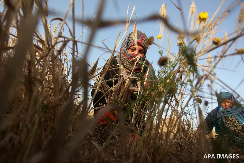 A Palestinian woman collects wheat stalks during the annual harvest in a field in Khan Younis, in the southern Gaza Strip, on April 28, 2015. Hundreds of Palestinian workers depend on the wheat harvest as a source of inc...