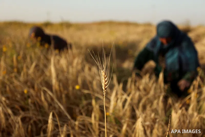 Palestinian farmers collect wheat stalks during the annual harvest in a field in Khan Younis, in the southern Gaza Strip, on April 28, 2015. Hundreds of Palestinian workers depend on the wheat harvest as a source of inco...