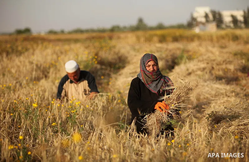 Palestinian farmers collect wheat stalks during the annual harvest in a field in Khan Younis, in the southern Gaza Strip, on April 28, 2015. Hundreds of Palestinian workers depend on the wheat harvest as a source of inco...