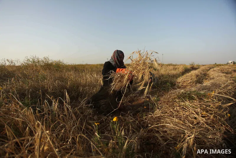 A Palestinian woman collects wheat stalks during the annual harvest in a field in Khan Younis, in the southern Gaza Strip, on April 28, 2015. Hundreds of Palestinian workers depend on the wheat harvest as a source of inc...