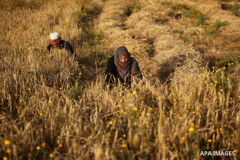 Palestinian farmers collect wheat stalks during the annual harvest in a field in Khan Younis, in the southern Gaza Strip, on April 28, 2015. Hundreds of Palestinian workers depend on the wheat harvest as a source of inco...