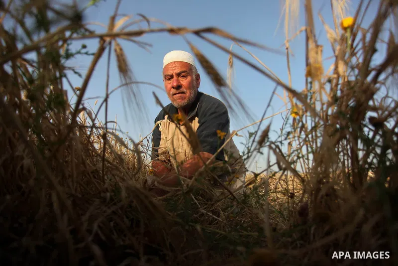 A Palestinian farmer collects wheat stalks during the annual harvest in a field in Khan Younis, in the southern Gaza Strip, on April 28, 2015. Hundreds of Palestinian workers depend on the wheat harvest as a source of in...