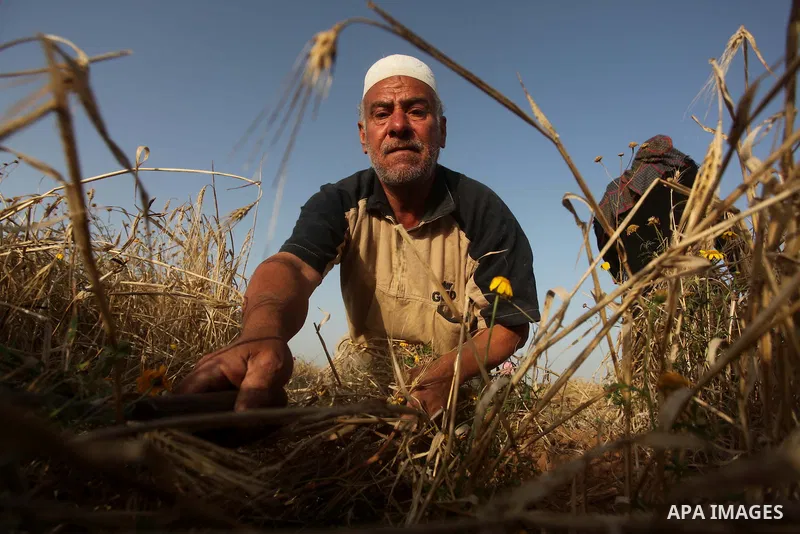 A Palestinian farmer collects wheat stalks during the annual harvest in a field in Khan Younis, in the southern Gaza Strip, on April 28, 2015. Hundreds of Palestinian workers depend on the wheat harvest as a source of in...