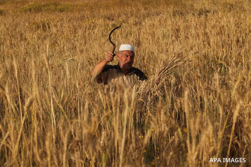 A Palestinian farmer collects wheat stalks during the annual harvest in a field in Khan Younis, in the southern Gaza Strip, on April 28, 2015. Hundreds of Palestinian workers depend on the wheat harvest as a source of in...
