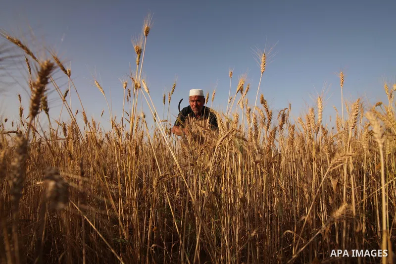 A Palestinian man collects wheat stalks during the annual harvest in a field in Khan Younis, in the southern Gaza Strip, on April 28, 2015. Hundreds of Palestinian workers depend on the wheat harvest as a source of incom...