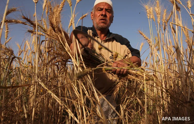 A Palestinian farmer collects wheat stalks during the annual harvest in a field in Khan Younis, in the southern Gaza Strip, on April 28, 2015. Hundreds of Palestinian workers depend on the wheat harvest as a source of in...