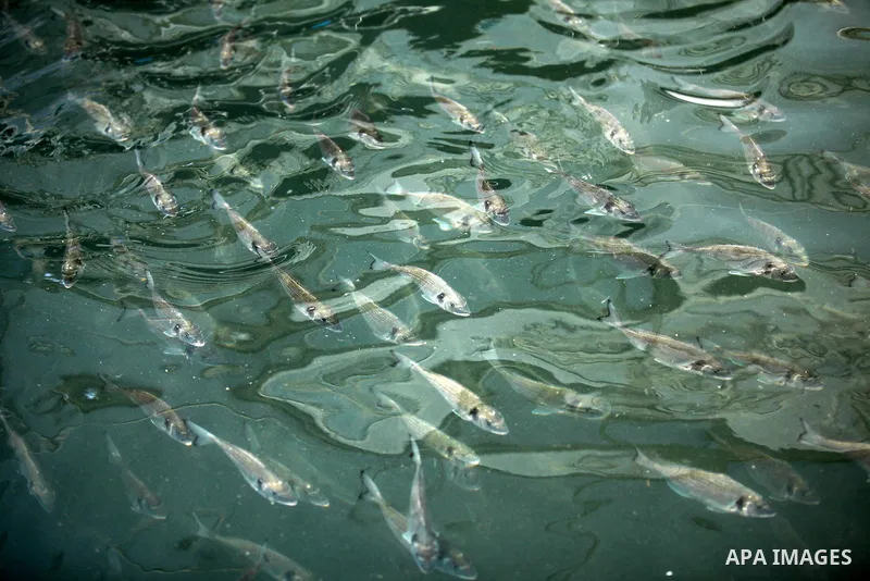 Bream fish swim into a pond at a fish farm in Gaza city on April 28, 2015. Restrictions placed on Gaza fishermen by Israeli naval vessels has made living from the sea an almost impossible occupation, whereas aid organiza...