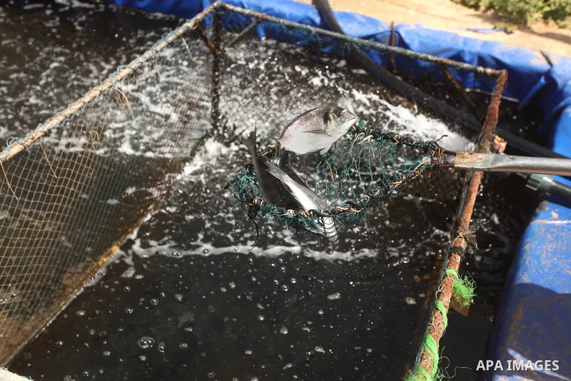 A Palestinian man catches bream fish at a fish farm in Gaza city on April 28, 2015. Restrictions placed on Gaza fishermen by Israeli naval vessels has made living from the sea an almost impossible occupation, whereas aid...