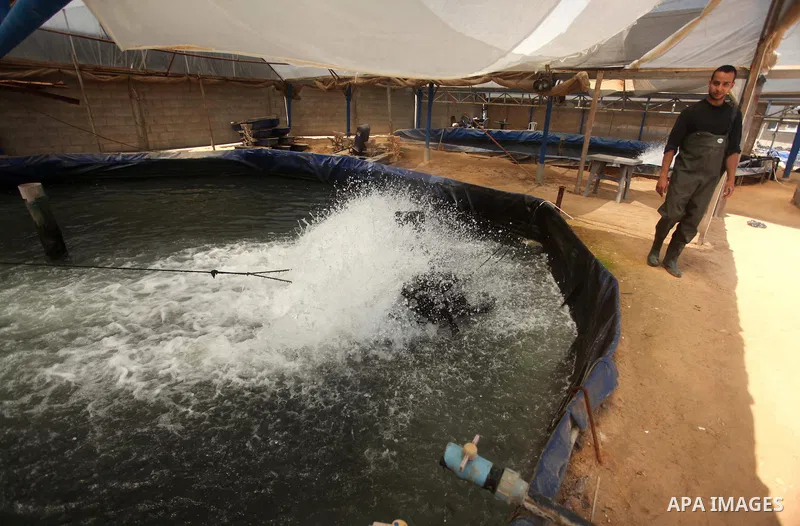 A Palestinian man walks between ponds at a fish farm in Gaza city on April 28, 2015. Restrictions placed on Gaza fishermen by Israeli naval vessels has made living from the sea an almost impossible occupation, whereas ai...